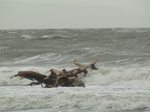 20110205 Big tree in surf of Llantwit Major beach